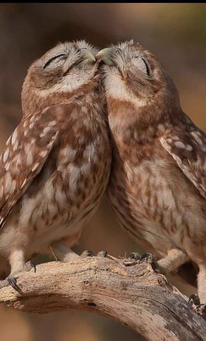 two owls sitting on top of a tree branch kissing each other with their eyes closed