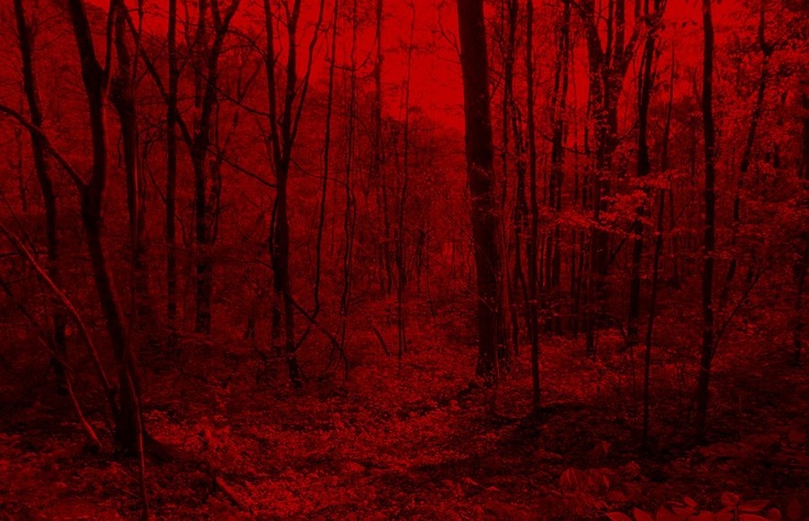 a red forest filled with lots of trees