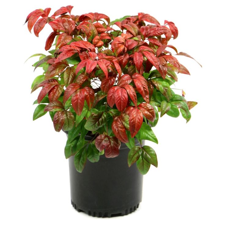 a potted plant with red and green leaves