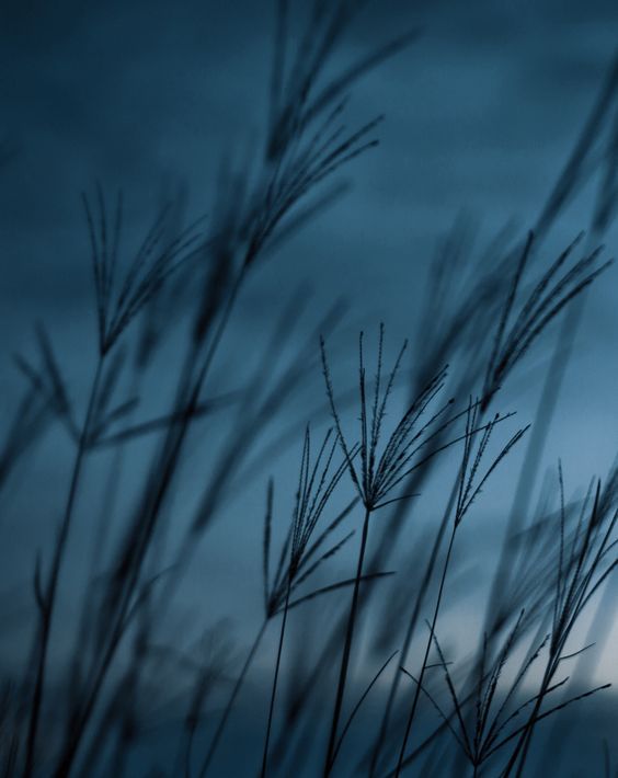 tall grass blowing in the wind on a cloudy day