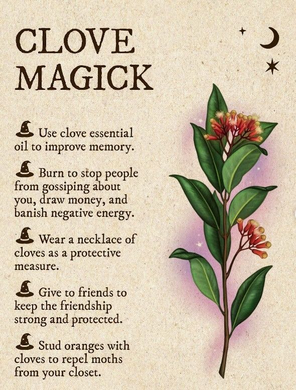 Herbal Witch, Magickal Herbs, Witch Herbs, Witch Rituals, Magia Das Ervas, Witchcraft Spells, Green Witchcraft, Witch Spirituality, Magic Spell Book