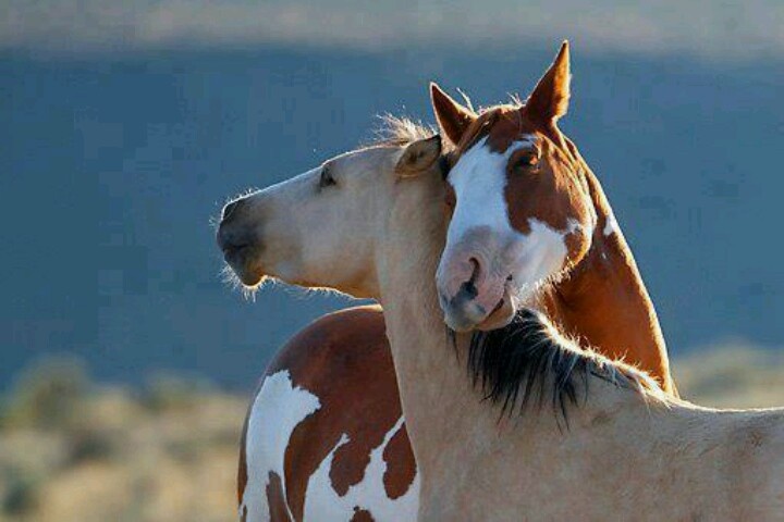 two horses standing next to each other with the words i love you valentine written on them