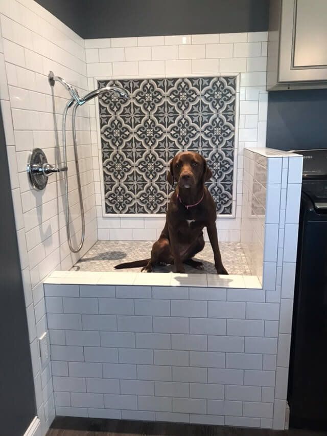 a brown dog sitting on top of a bath tub