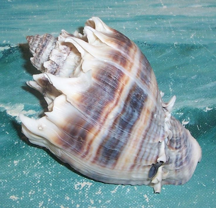 a close up of a sea shell on the water