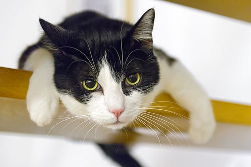 a black and white cat sitting on top of a wooden bench looking at the camera