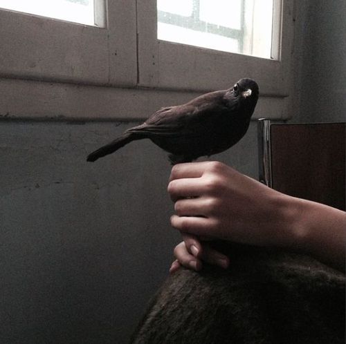 a black bird perched on top of someone's hand in front of a window