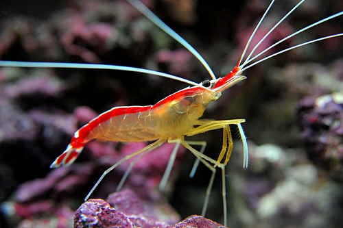 a red and yellow shrimp in an aquarium