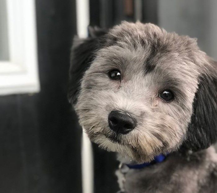 a small gray and black dog standing in front of a door looking at the camera