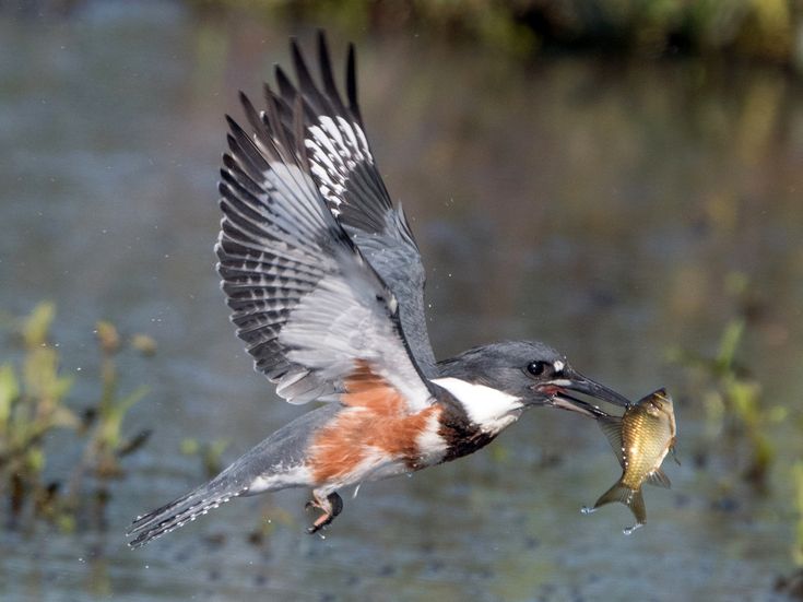 a bird flying through the air with a fish in it's mouth