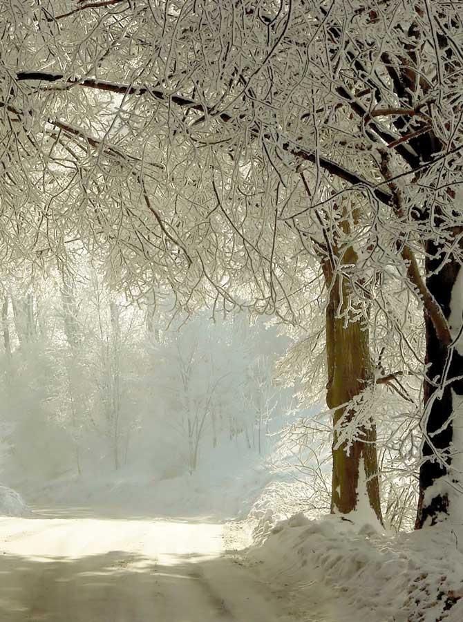 the road is covered in snow and trees with no leaves or branches on either side