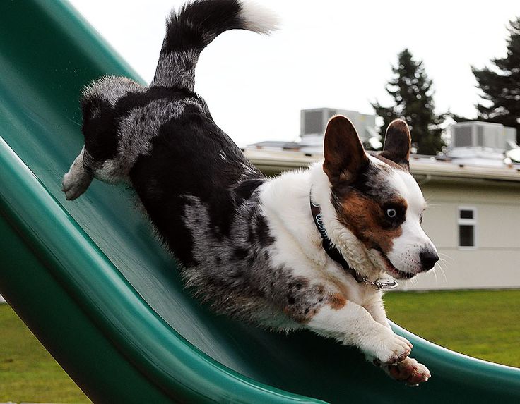 a small dog is playing on a slide