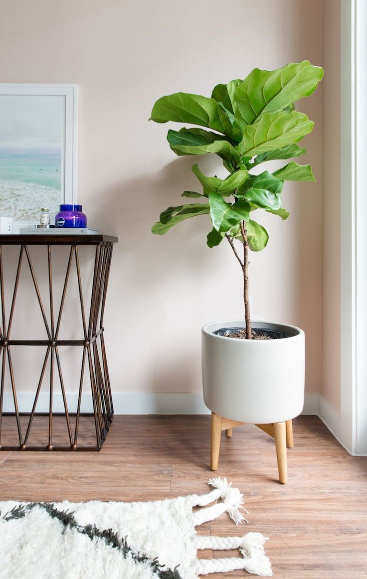 a potted plant sitting on top of a wooden table next to a white rug