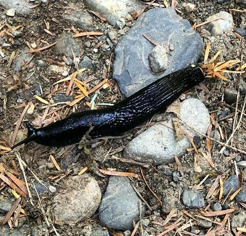 a slug is laying on the ground next to some rocks