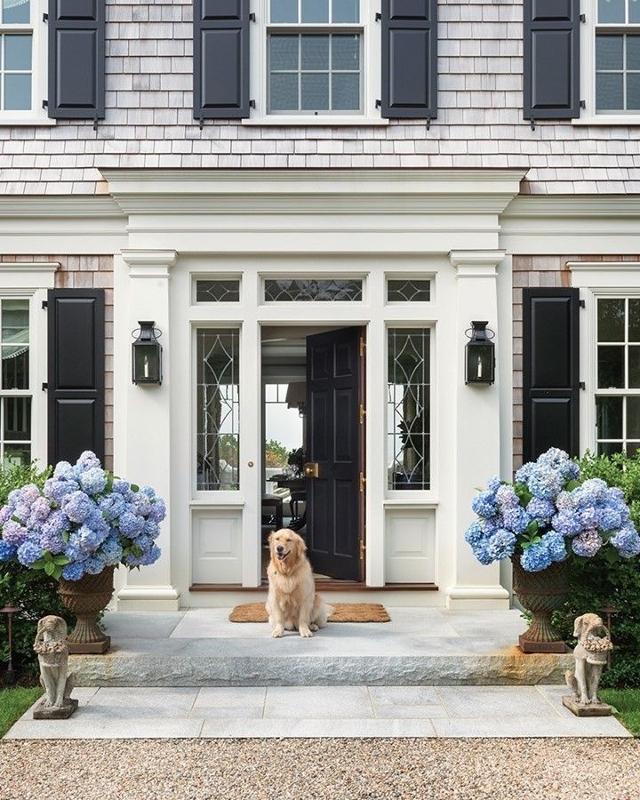 a dog sitting in front of a house with blue hydrangeas on the steps