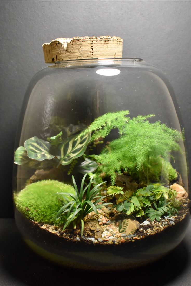 a glass bowl filled with plants and rocks