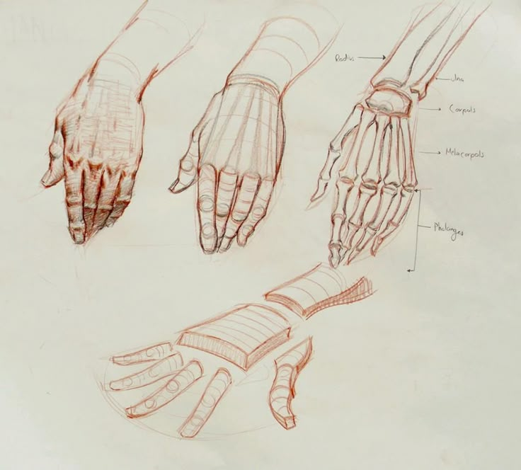 a drawing of hands with different types of fingers