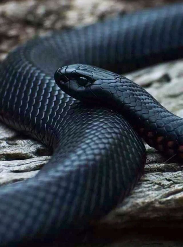 a black snake is curled up on a rock