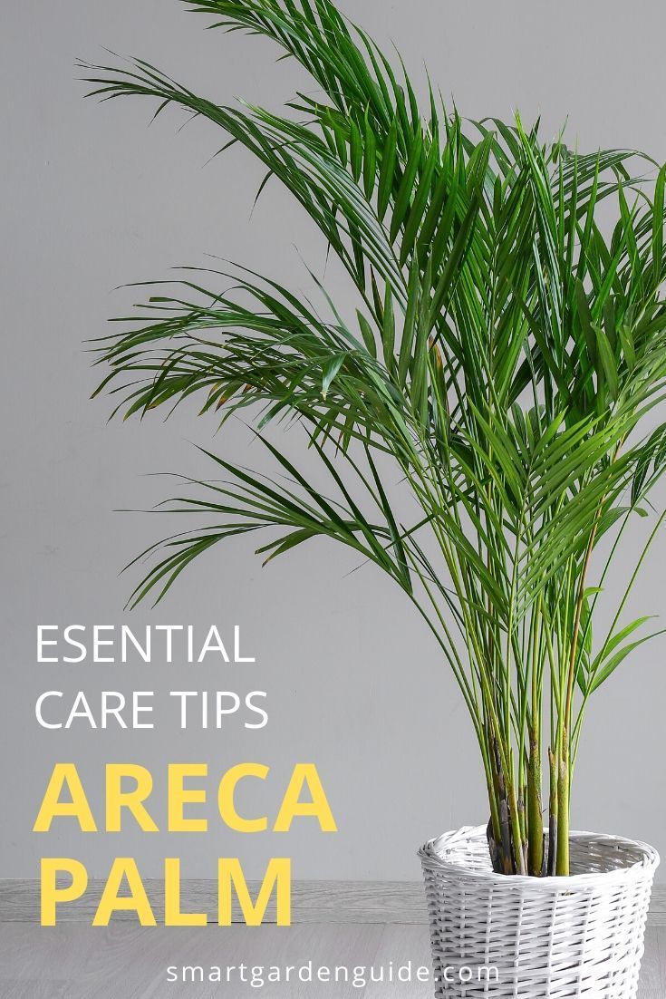 a palm tree in a white wicker basket with text overlay that reads essential care tips area palm