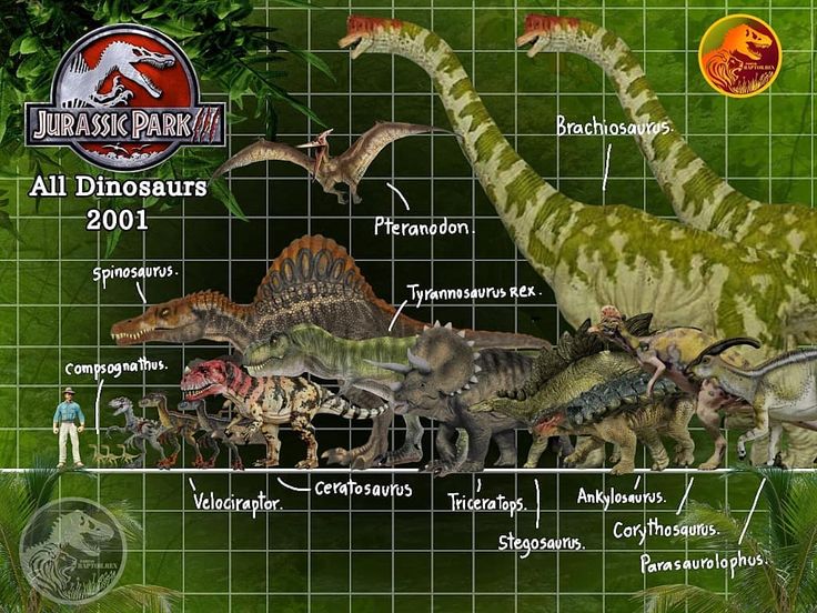 the dinosaurs are all different sizes and have names on them for each individual to describe