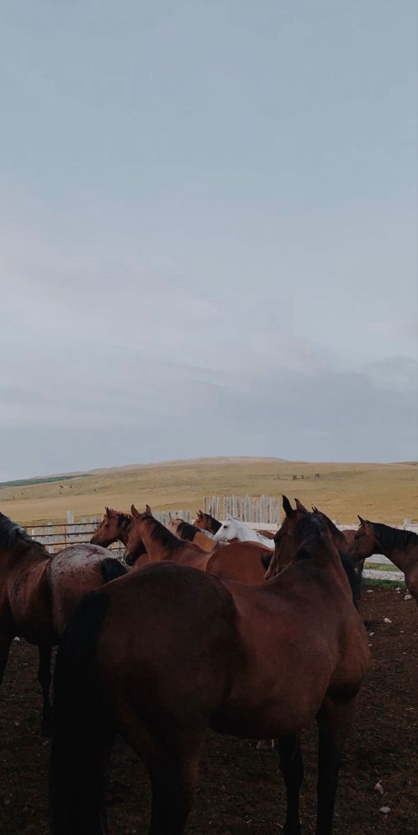 a group of horses standing in the dirt