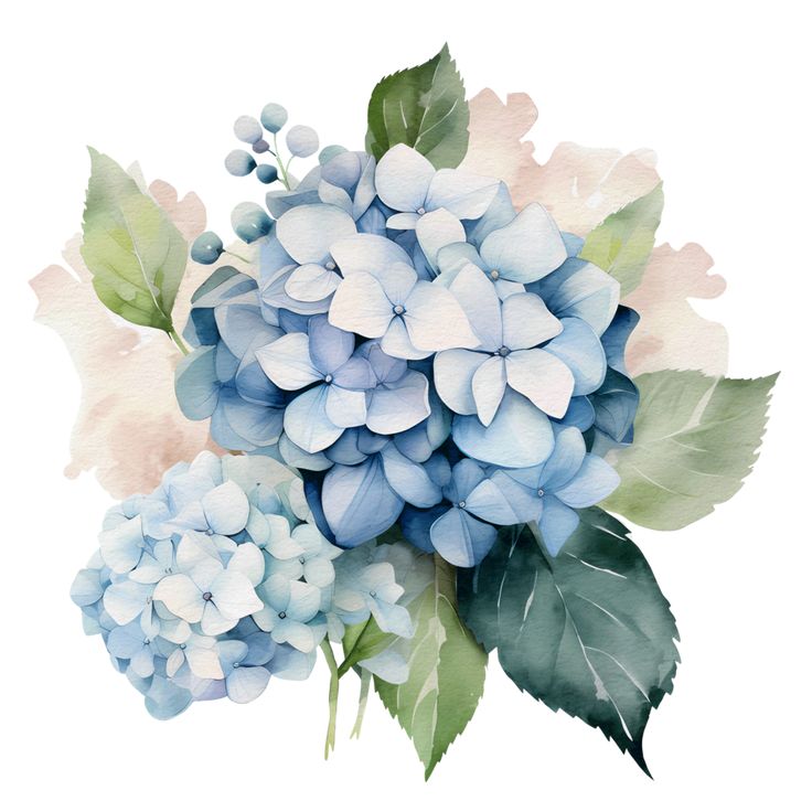 watercolor painting of blue hydrangeas and green leaves on white background with clipping path