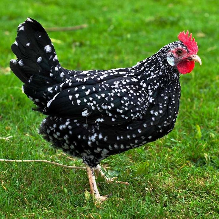 a black and white chicken standing in the grass