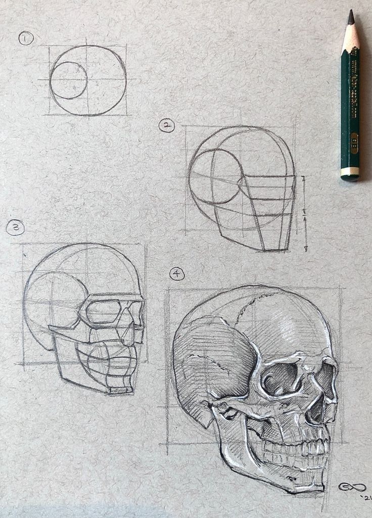 sketches of human head and skull with pencils on the table next to it,