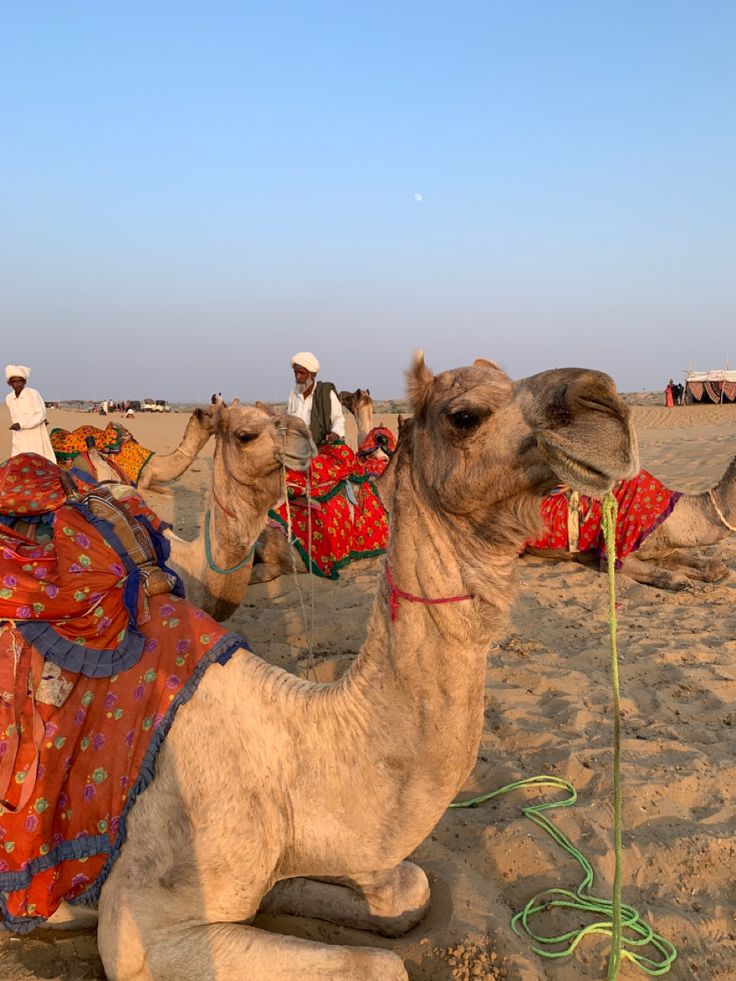 the camels are sitting on the sand in the desert