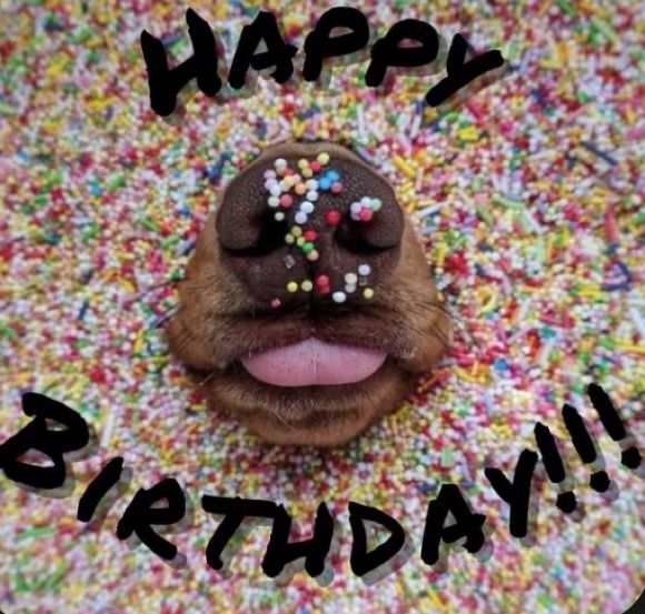 a dog with sprinkles on it's nose and tongue sticking out