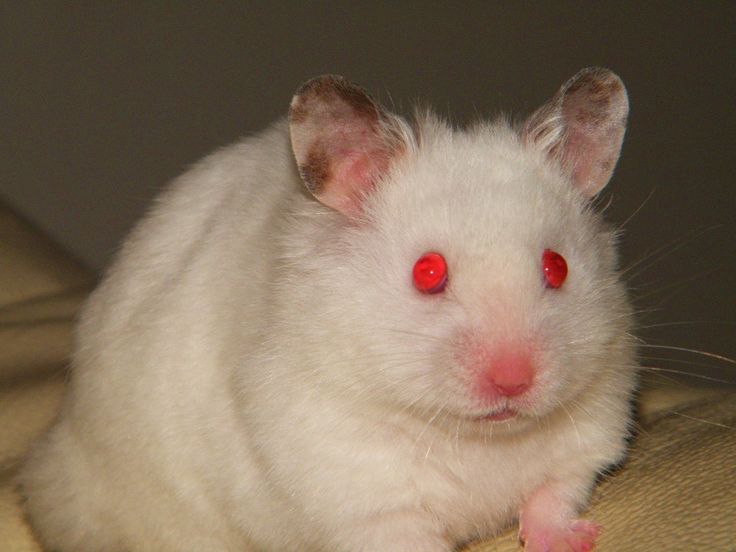 a white rat with red eyes sitting on top of a couch next to a wall