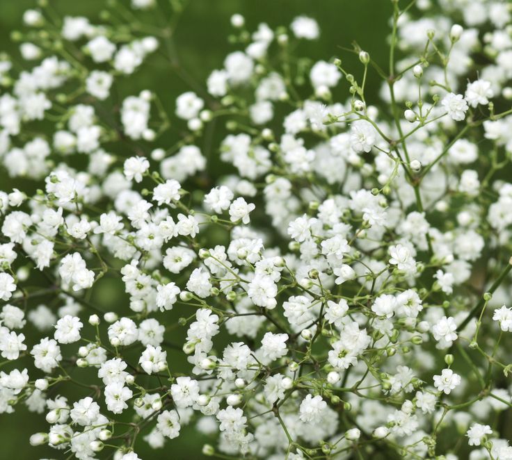 small white flowers with green leaves in the background