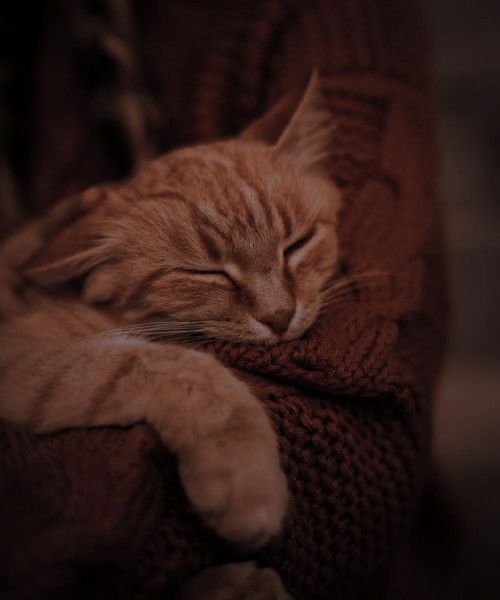 an orange cat sleeping on top of a couch