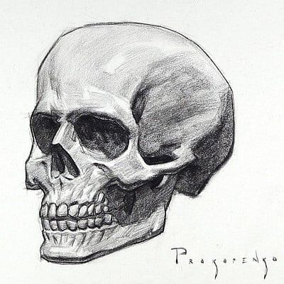 a pencil drawing of a human skull