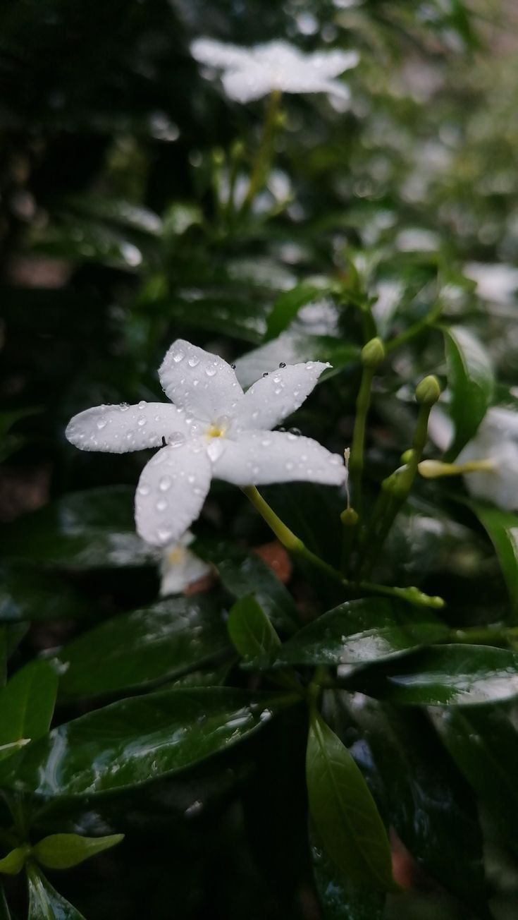 some white flowers with water droplets on them