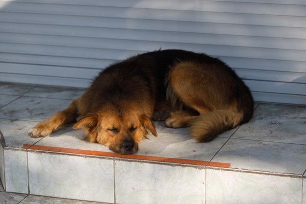 a large brown dog laying on top of a cement step