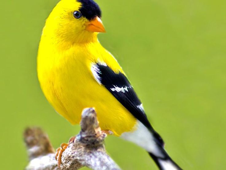 a yellow and black bird sitting on top of a tree branch in front of a green background