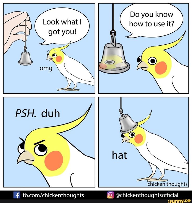 a bird with a bell on it's head and the caption that says, look what i got you how to use?