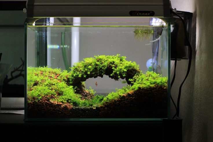 an aquarium filled with green plants and water