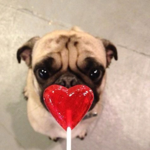 a small pug dog holding a heart shaped lollipop