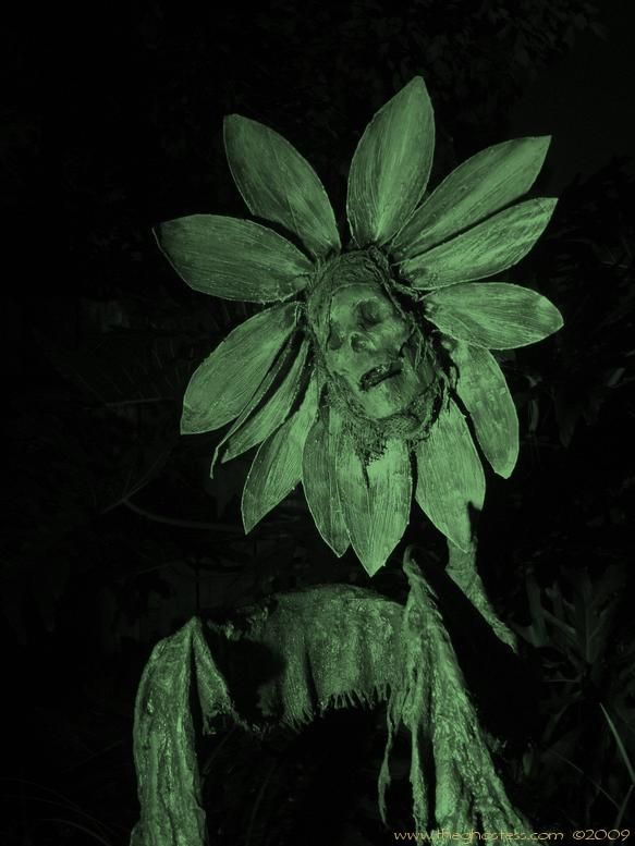 a large green flower with leaves on it's head is lit up in the dark