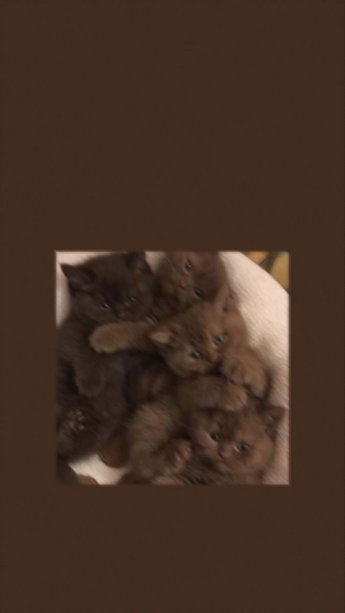 a group of kittens sitting together in a pile