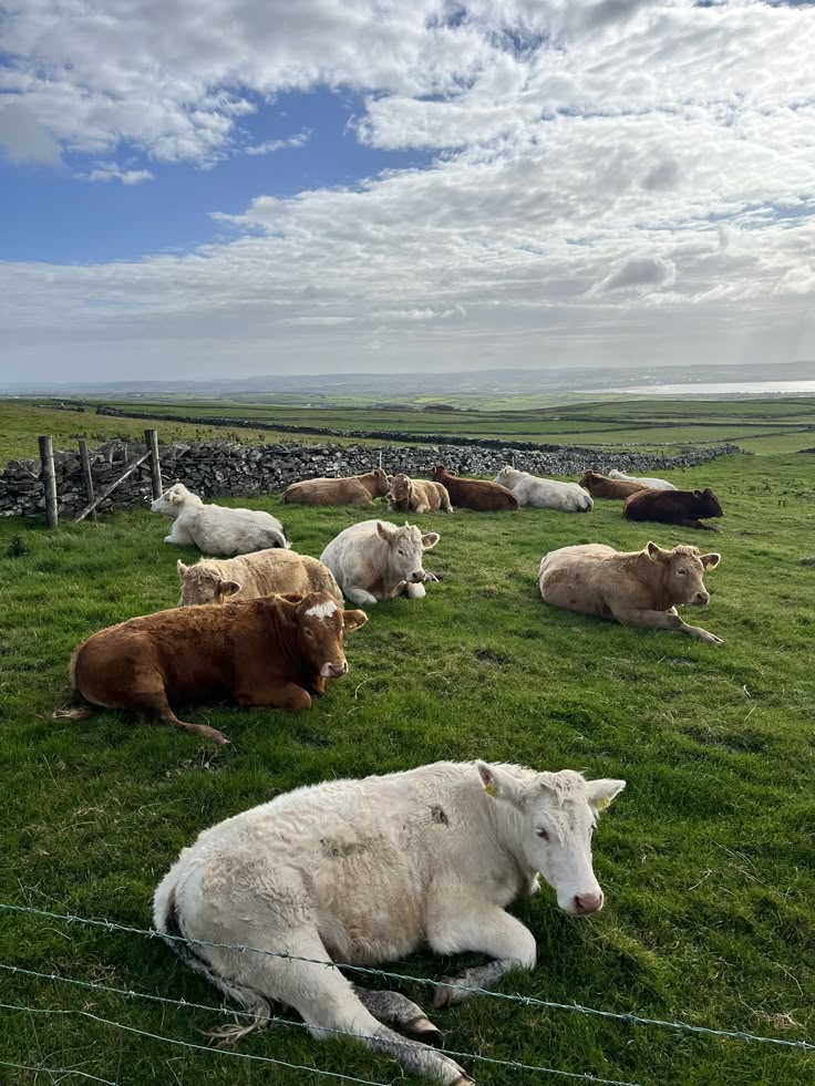 several cows are laying down in the grass