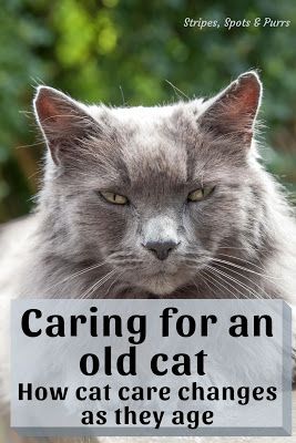 a cat with the caption caring for an old cat how care changes as they age