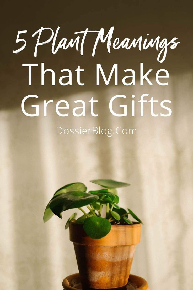 a potted plant sitting on top of a wooden table with the words 5 plant meaningss that make great gifts