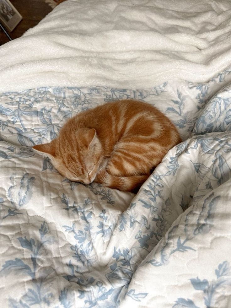 an orange tabby cat sleeping on top of a white comforter covered in blue flowers