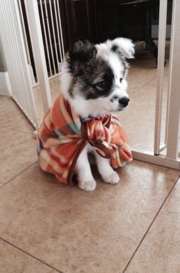 a small dog sitting on the floor in front of a door with a scarf around it's neck