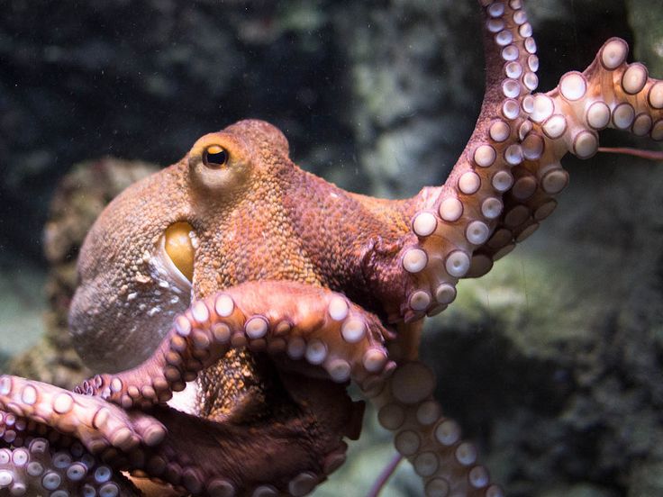 an octopus with its mouth open in the water