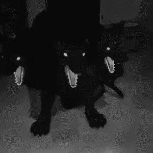 two black dogs with their mouths open sitting on the floor