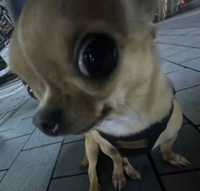 a small dog is wearing a collar and looking up at the camera with its eyes wide open