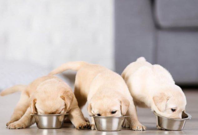 three puppies eating out of metal bowls on the floor in front of a couch